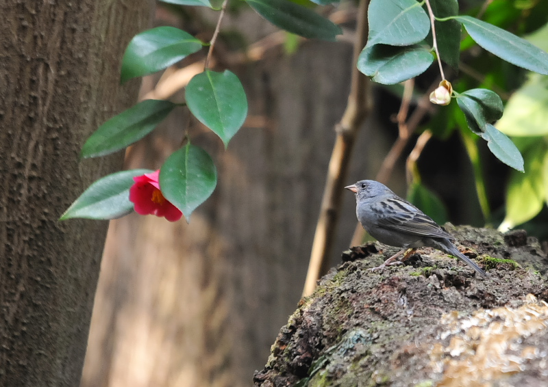 クロジ　石清水八幡宮　男山　八幡市　2018/04/04 Photo by Takase