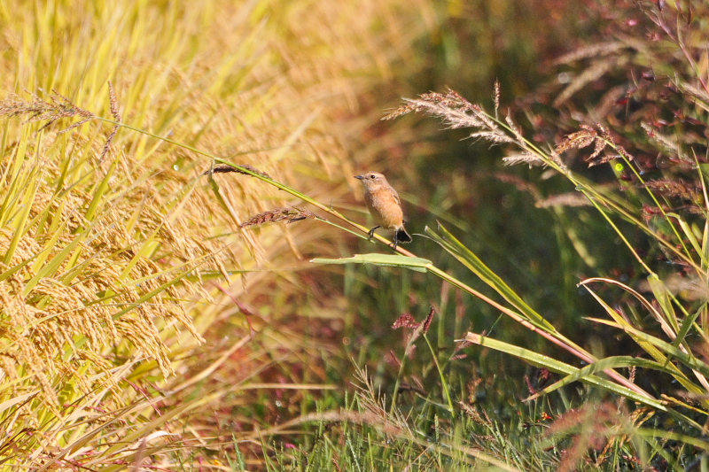 ノビタキ （１２態-1）　大谷川　八幡市　2015/10/07 - 2015/10/16　Photo by Takase