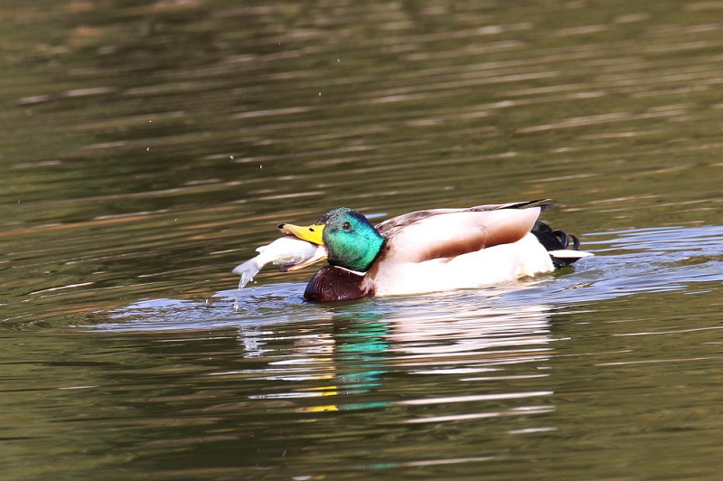 マガモ　山田池公園　枚方市　大阪府　2018/01/03　Photo by Manda　（写真提供：　萬田）