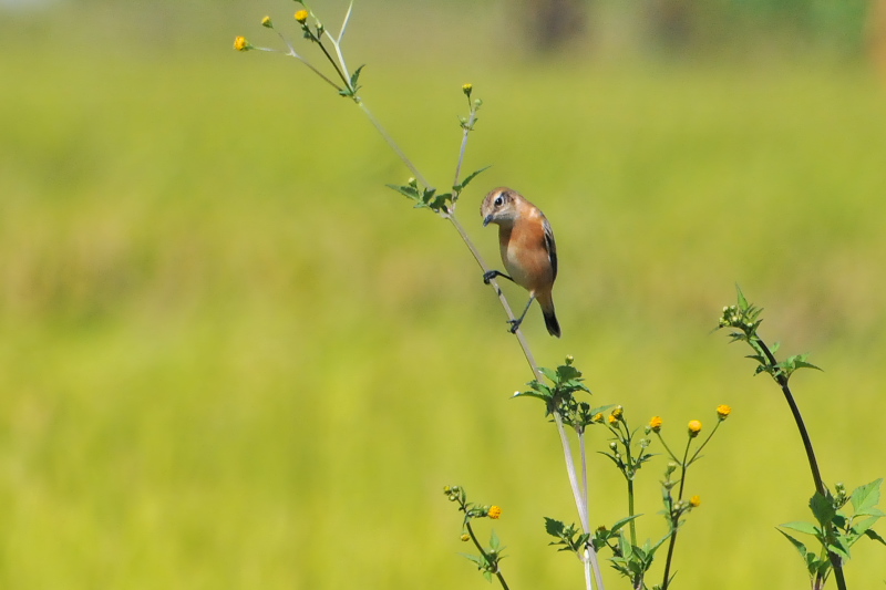 ノビタキ （１２態-10）　大谷川　八幡市　2015/10/07 - 2015/10/16　Photo by Takase