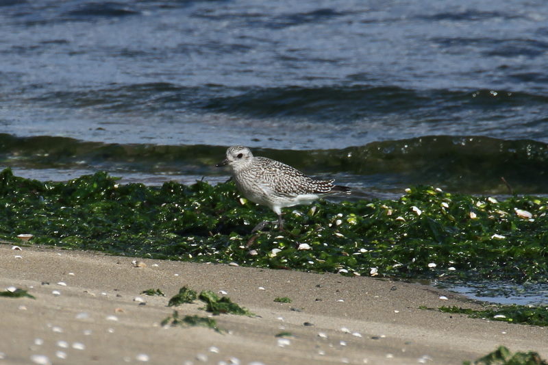 雲出川の水鳥たち（13態-10）　雲出川　三重県　2016/11/09　Photo by Manda　（写真提供：　萬田）