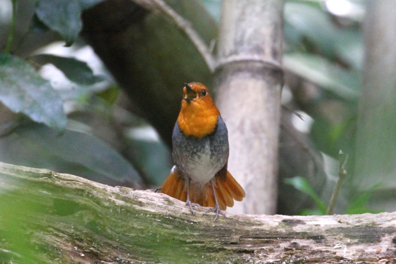 photo10　コマドリ