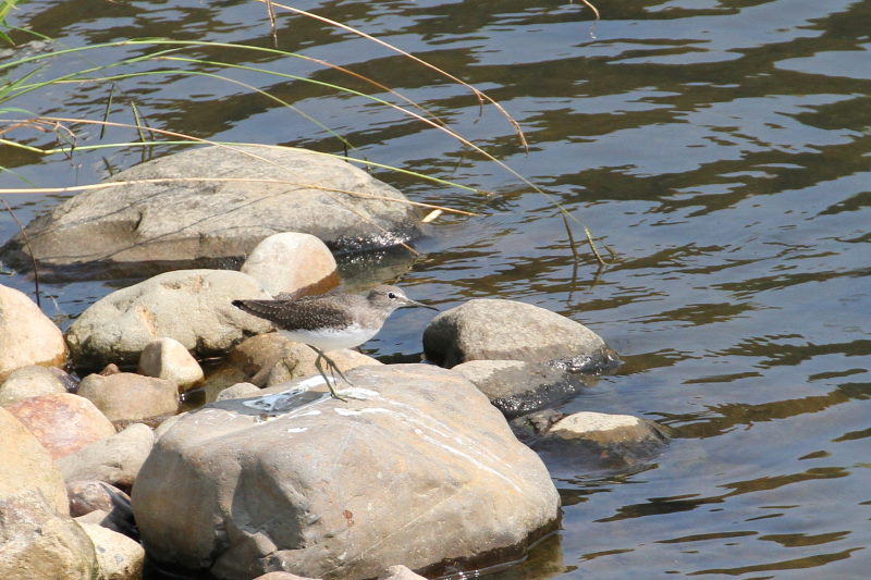クサシギ （４態-3）　荏原城址の野鳥たち　2015/09/27　荏原城跡　松山　Photo by Manda