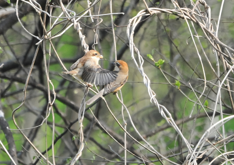 モズ親子 （11態-10）　背割堤　八幡市　2016/04/11　Photo by Takase