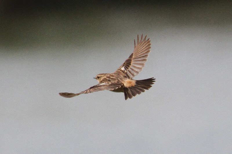 ノビタキ(10態-10) 防賀川(八幡市)&枚方左岸(枚方市) 2019/04/07-16 Photo by Manda (写真提供: 萬田) ノビタキ(10態-10) 防賀川(八幡市)&枚方左岸(枚方市) 2019/04/07-16 Photo by Manda (写真提供: 萬田)