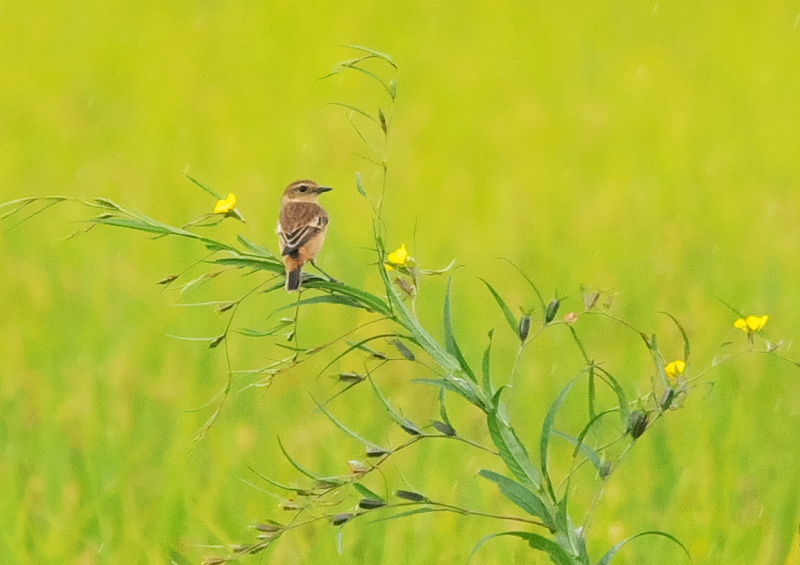 今が旬だよ　内里のノビタキたち （６態-6）　八幡市　2016/10/05　Photo by Takase
