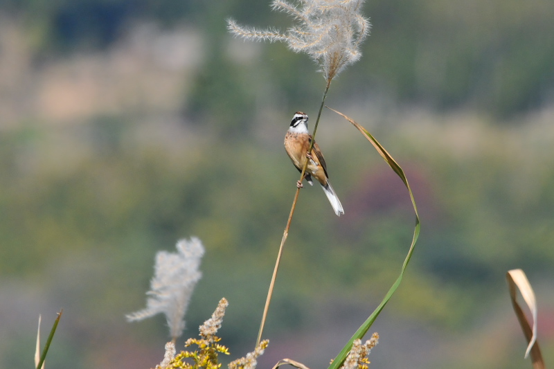 ホオジロ　三川橋本　八幡市　2015/11/19　Photo by Takase