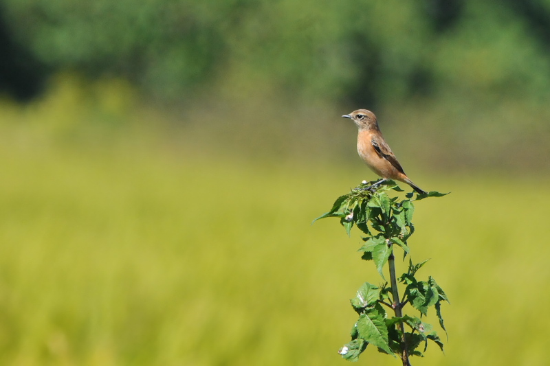 ノビタキ （１２態-11）　大谷川　八幡市　2015/10/07 - 2015/10/16　Photo by Takase
