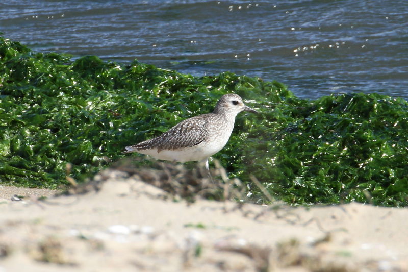 雲出川の水鳥たち（13態-11）　雲出川　三重県　2016/11/09　Photo by Manda　（写真提供：　萬田）