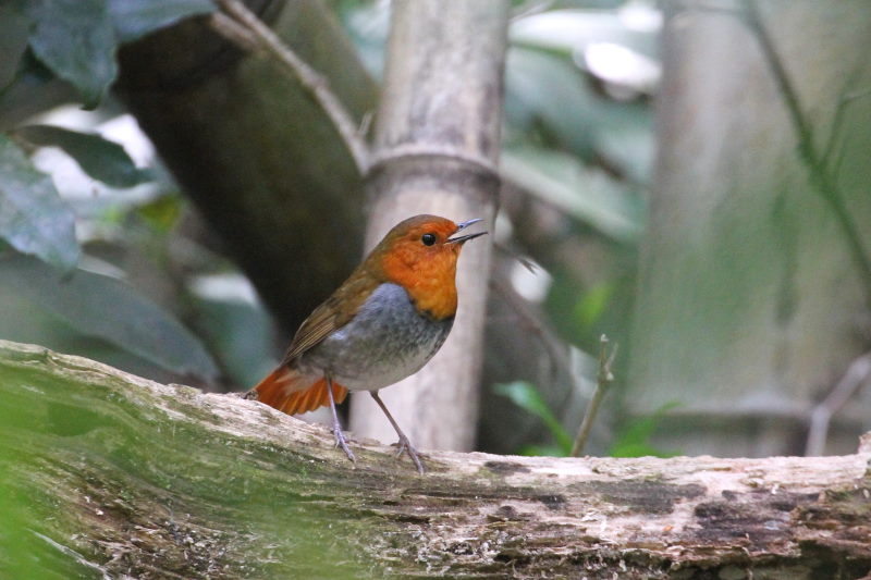 photo11　コマドリ