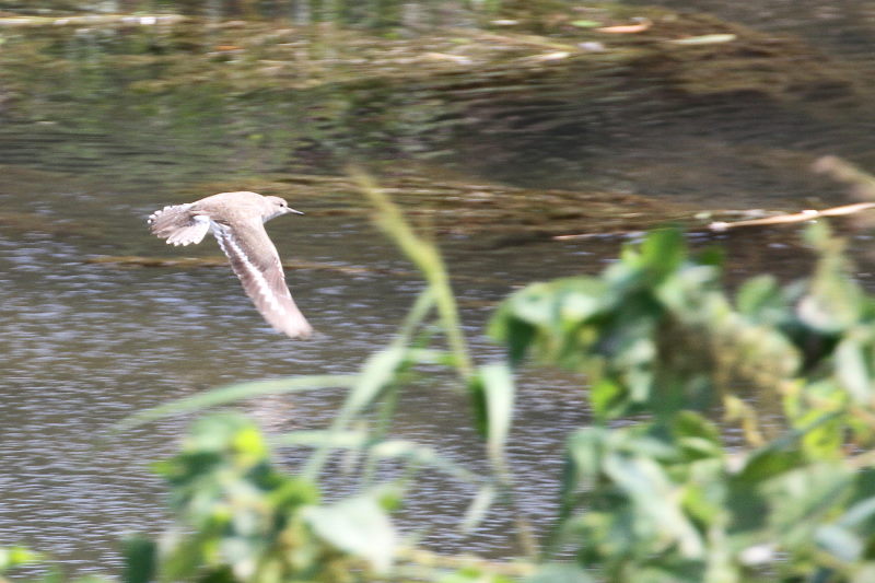 イソシギ （８態-8）　荏原城址の野鳥たち　2015/09/27　荏原城跡　松山　Photo by Manda