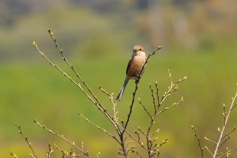 今が旬だよ　背割堤の野鳥たち　モズ　八幡市　2015/04/22　Photo by Takase