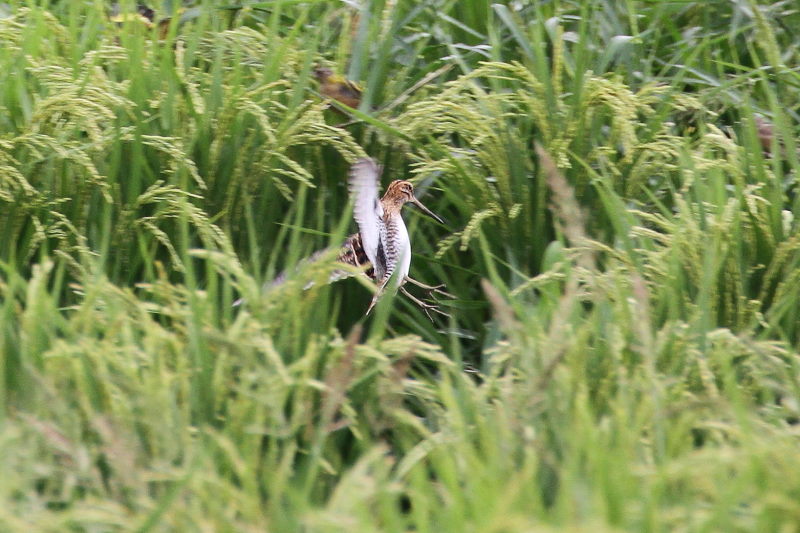今が旬だよ　タシギ （２態-2）　内里　八幡市　2016/09/17　Photo by Manda