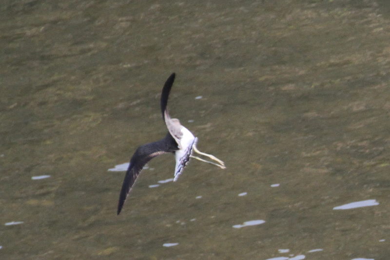 クサシギ （４態-4）　荏原城址の野鳥たち　2015/09/27　荏原城跡　松山　Photo by Manda