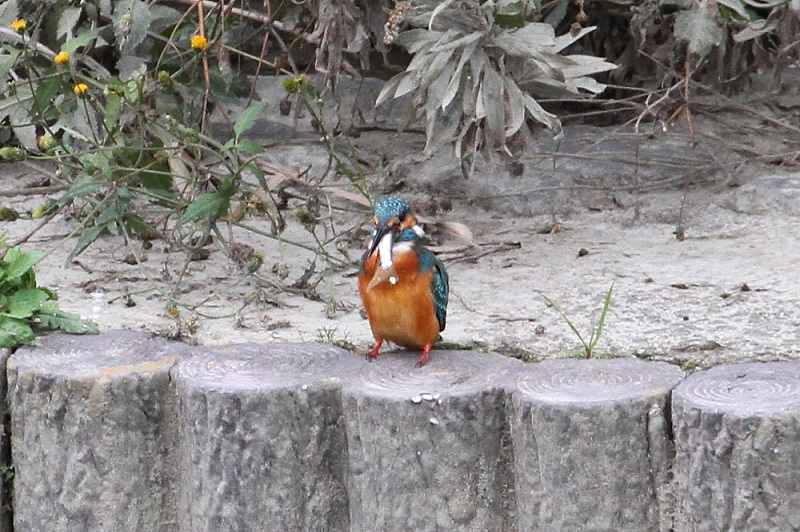 カワセミ（１１態-11）　大谷川　八幡市　2017/11/21　Photo by Manda