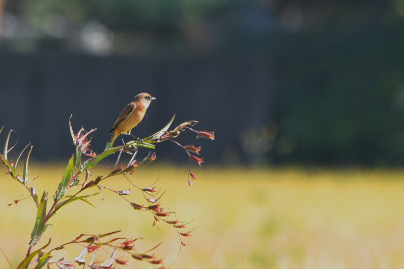 ノビタキ （１２態-12）　大谷川　八幡市　2015/10/07 - 2015/10/16　Photo by Takase