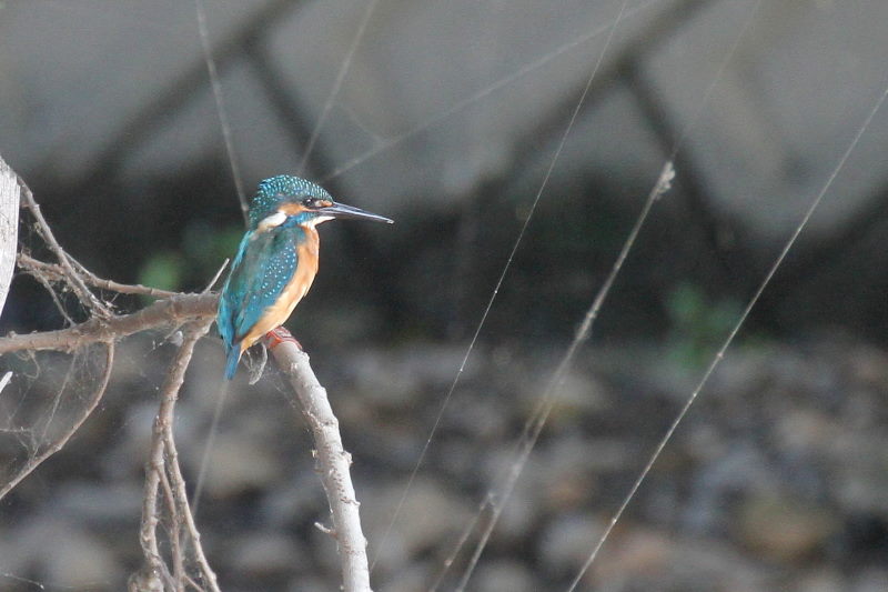 カワセミ　荏原城址の野鳥たち　2015/09/27　荏原城跡　松山　Photo by Manda