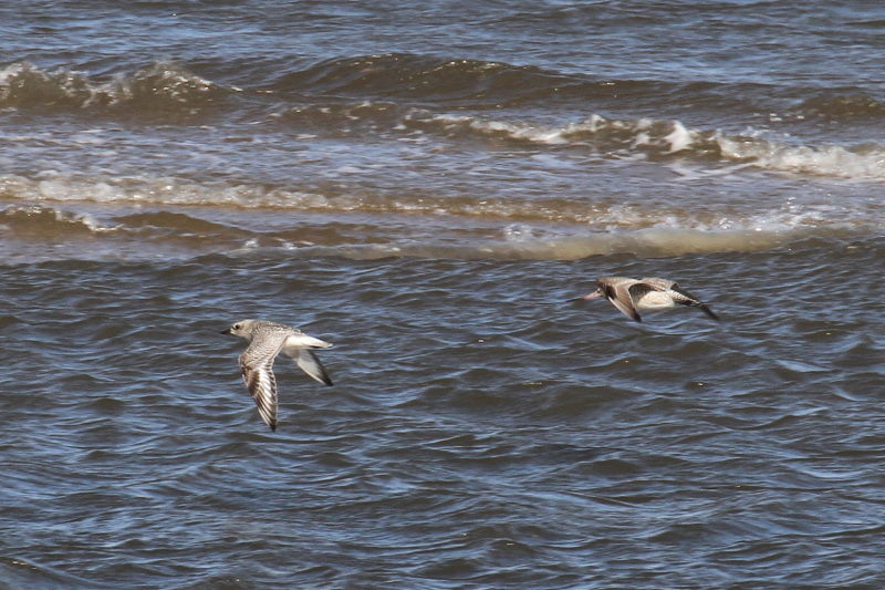 雲出川の水鳥たち（13態-12）　雲出川　三重県　2016/11/09　Photo by Manda　（写真提供：　萬田）