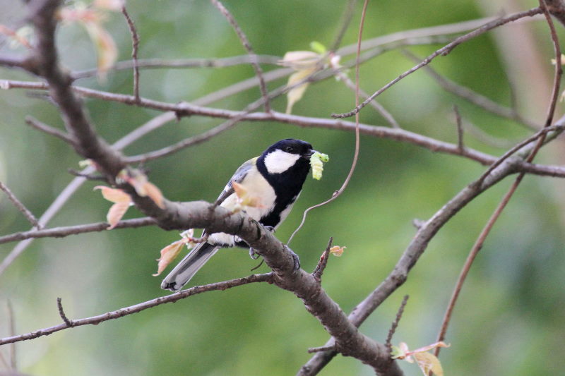 photo12　シジュウカラ