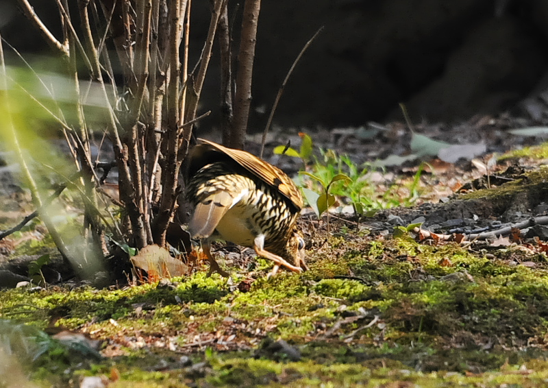 男山の鳥たち（１２態-12）　男山　八幡市　2018/01/27 - 02/28　Photo by Takase　（写真提供：　高瀬）