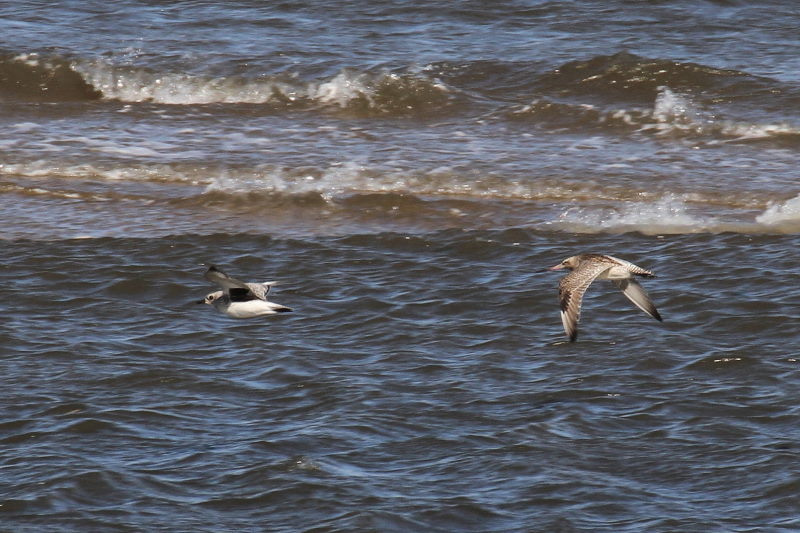 雲出川の水鳥たち（13態-13）　雲出川　三重県　2016/11/09　Photo by Manda　（写真提供：　萬田）