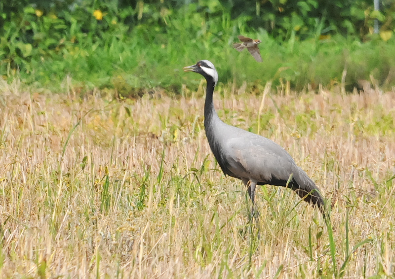 アネハヅル　成鳥　（５態-1）　福井県　2016/07/10　Photo by Takase