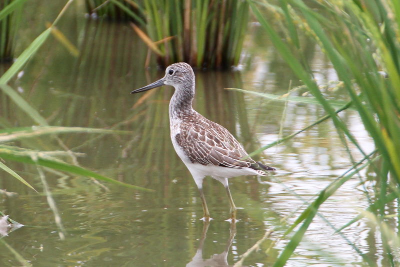 今が旬だよ　アオアシシギ （３態-1）　内里　八幡市　2016/10/02　Photo by Manda