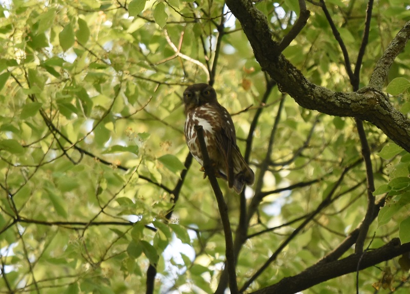 アオバズク　（３態-1）　男山　八幡市　2016/05/24　Photo by Hayashi