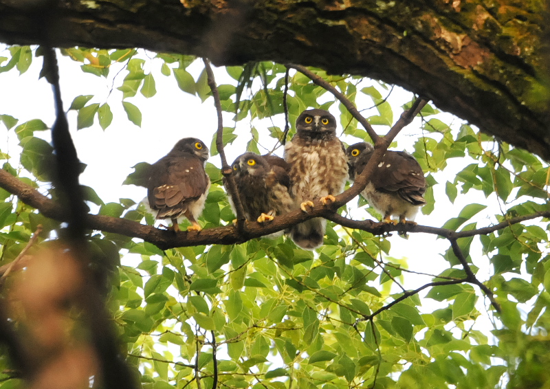 アオバズク親子 （２態-1）　男山　八幡市　2016/07/18　Photo by Takase