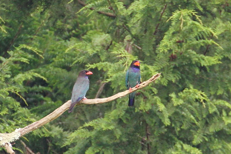ブッポウソウ(８態-1)　岡山県　2016/07/02　Photo by Manda