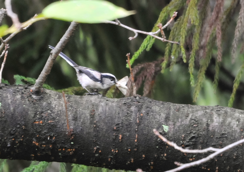 男山の野鳥たち （１０態-1）　男山　八幡市　2016/07/29 - 09/19　Photo by Takase