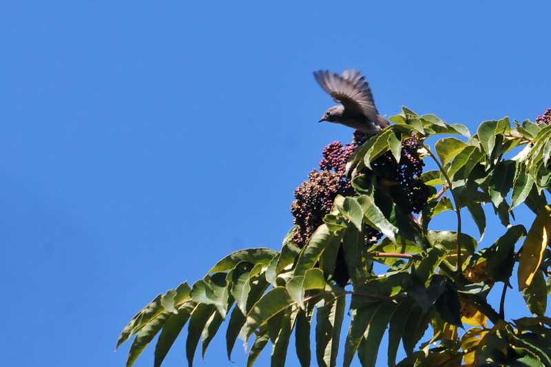 エゾビタキ （２態-1）　くろんど池　交野市　2015/10/26　Photo by Takase