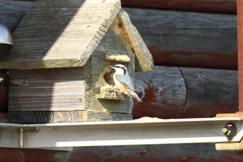  ゴジュウカラ （２態-1） 横峰寺の近く　2016/04/23　Photo by Manda