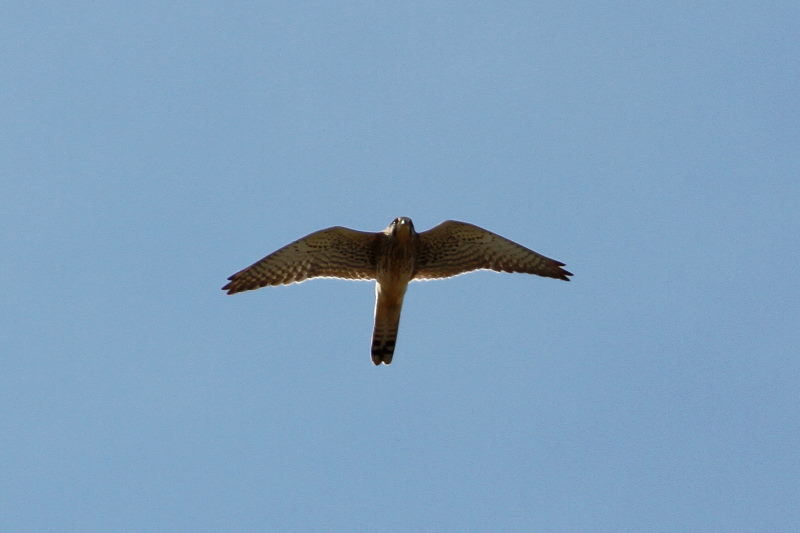 ハヤブサ　木津川　八幡市　2015/11/16　Photo by Manda