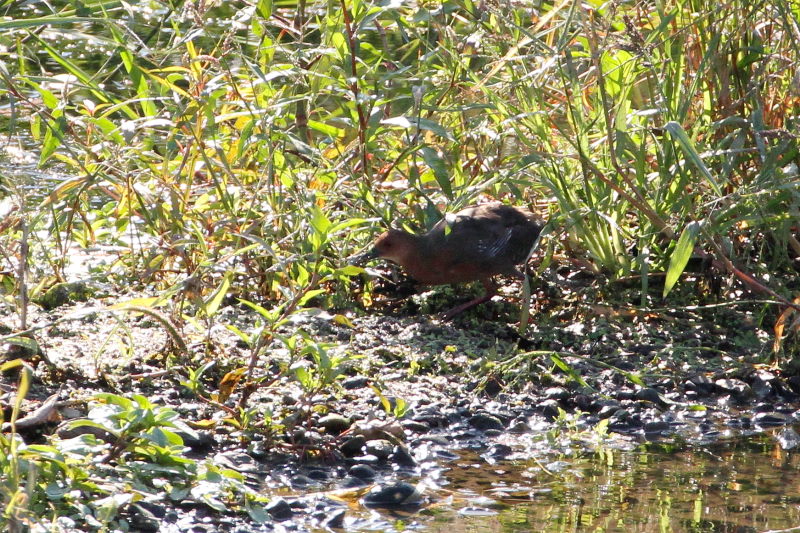 ヒクイナ （７態-1）　2015/10/16　荏原城跡　松山　Photo by Manda