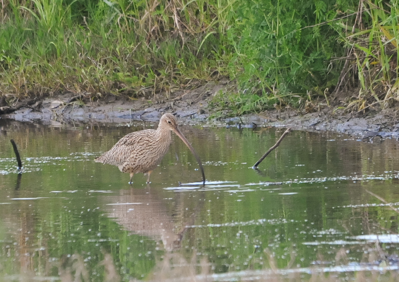 zENVM iR-1j@@O]@Ύs@2016/04/19@Photo by Takase