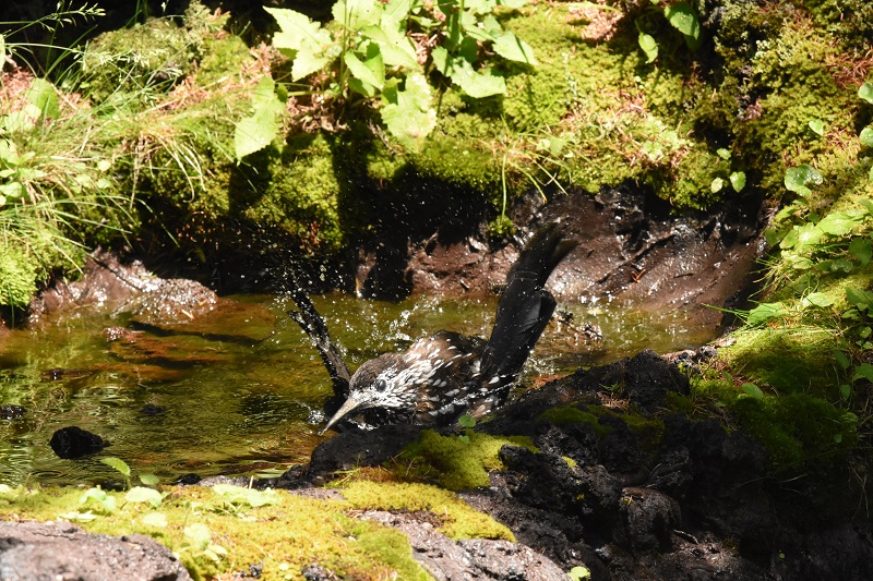 ホシガラス　成鳥　（７態-1）　奥庭　富士山四合目　2017/07/16　Photo by Hyashi