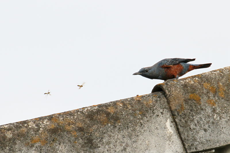 イソヒヨドリ （３態-1）　大谷川　八幡市　2015/11/21　Photo by Manda