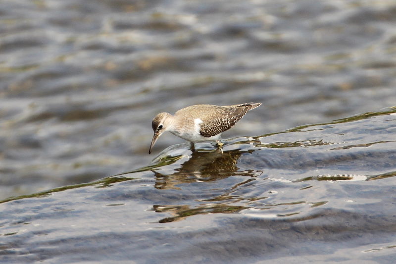 イソシギ （８態-1）　荏原城址の野鳥たち　2015/09/27　荏原城跡　松山　Photo by Manda