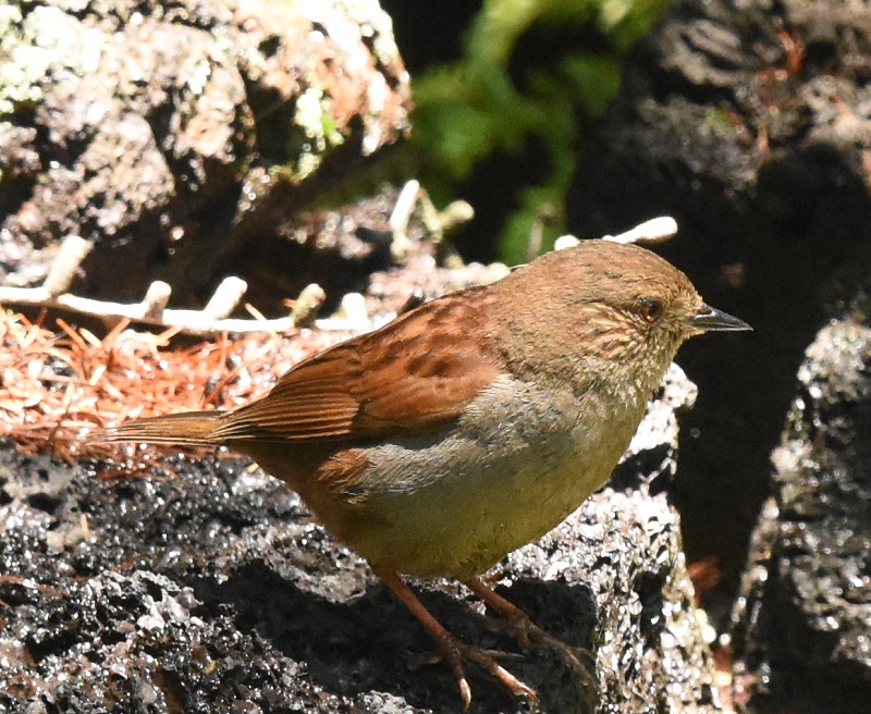 カヤクグリ （６態-1）　夏羽　奥庭　富士山四合目　2016/07/16　Photo by Hyashi