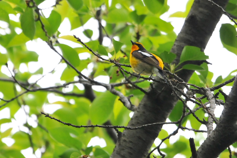 今が旬だよ　さくら公園の野鳥たち　キビタキ （３態-1）　八幡市　2015/04/29　Photo by Takase