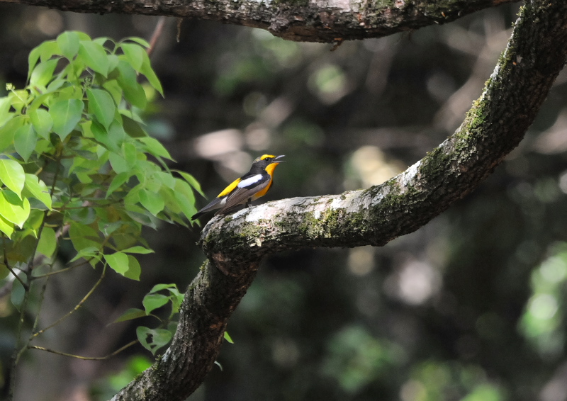 photo1 さくら公園の野鳥たち　八幡市　2016/04/19-04/30　Photo by Takase