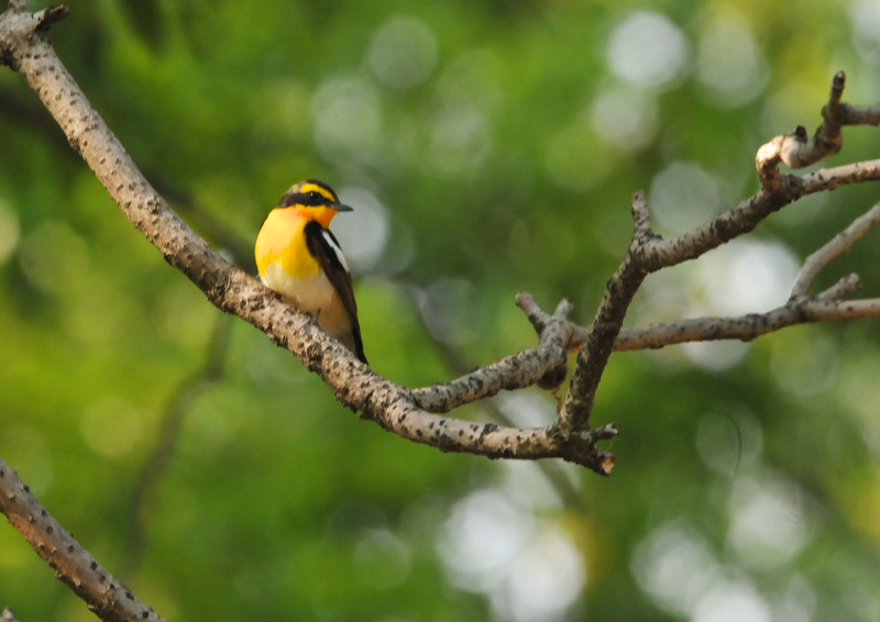 キビタキ　さくら公園　八幡市　2016/05/21　Photo by Takase