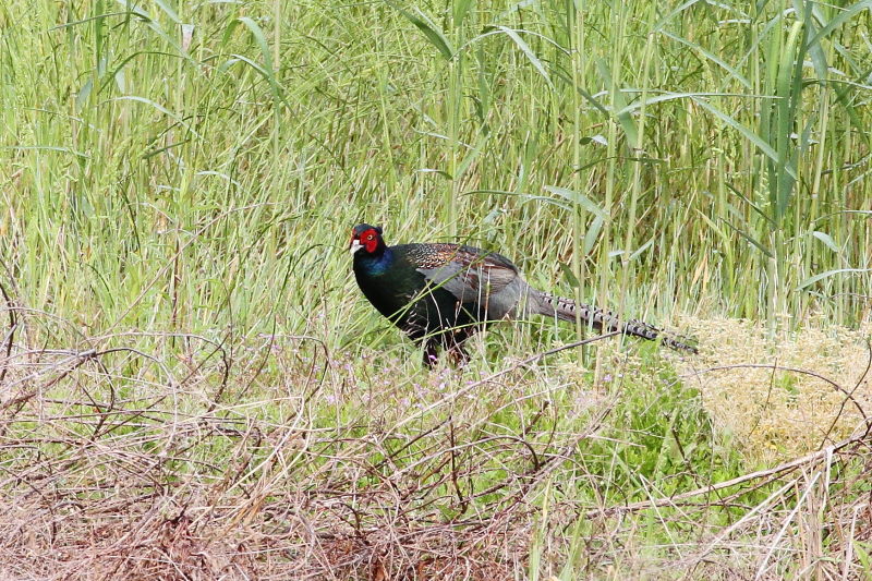 キジ♂ （３態-1）　木津川　2016/05/03　Photo by Manda