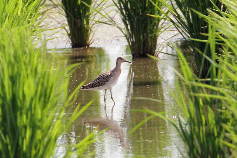 今が旬だよ エリマシシギ幼鳥 (3態-1) 内里 八幡市 2016/09/04 Photo by Manda 今が旬だよ エリマシシギ幼鳥 (3態-1) 内里 八幡市 2016/09/04 Photo by Manda