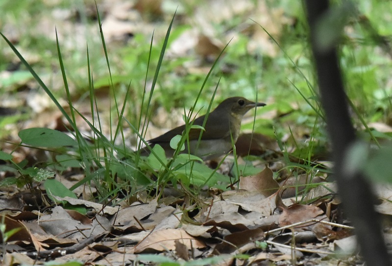 コルリ （４態-1）　コルリ雌　大阪城　大阪市　2016/09/14　Photo by Hayashi