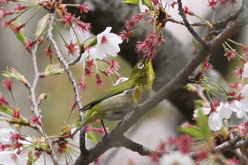 2019年桜と野鳥(7態-1) さくら公園(八幡市)&大谷川(八幡市) 2019/04/07-16 Photo by Manda  (写真提供: 萬田) 2019年桜と野鳥(7態-1) さくら公園(八幡市)&大谷川(八幡市) 2019/04/07-16 Photo by Manda  (写真提供: 萬田)