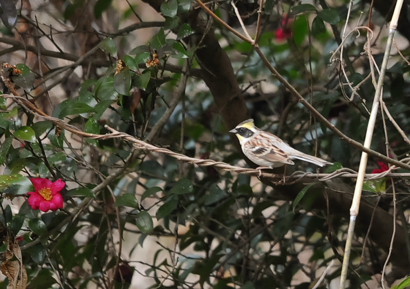 男山の鳥たち（１２態-1）　男山　八幡市　2018/01/27 - 02/28　Photo by Takase　（写真提供：　高瀬）