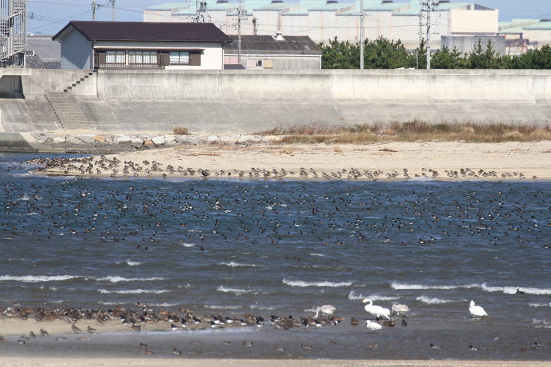 雲出川の水鳥たち（13態-1）　雲出川　三重県　2016/11/09　Photo by Manda　（写真提供：　萬田）