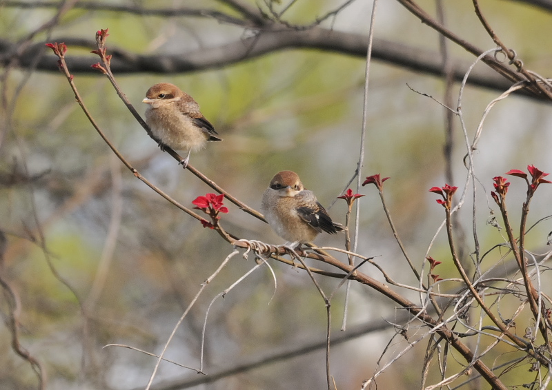 モズ親子 （11態-1）　背割堤　八幡市　2016/04/11　Photo by Takase
